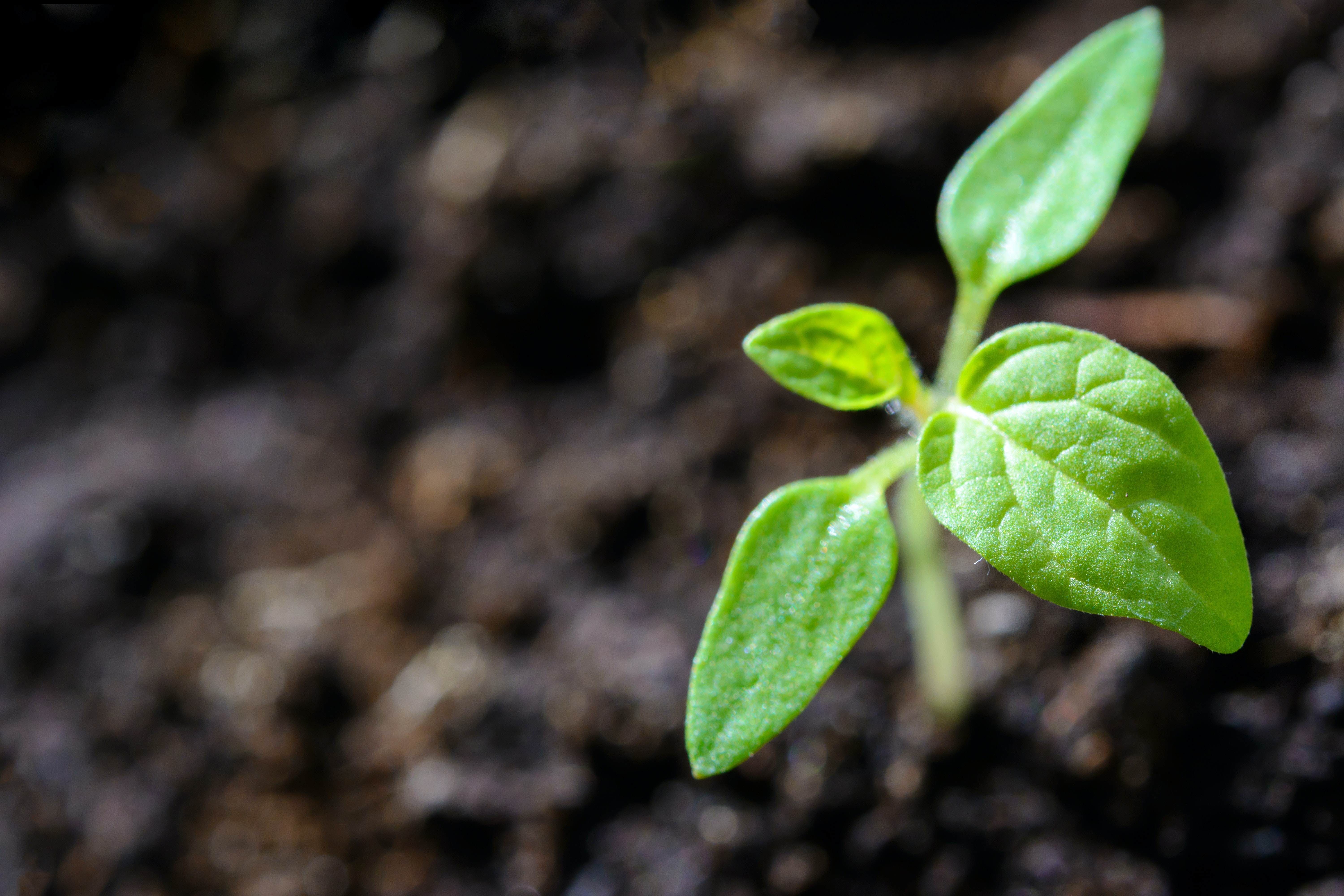 Close up photo of a sprout